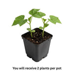 Live Green Bean Plant, Bean Bush Plants, 3-5 Inches Tall
