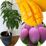 No CA, Grafted Mango Plant Live Tree, 2-3 Ft Tall in 3 Gallon Pot, High-Yielding for Spring Planting (Lemon)