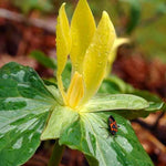 5 Trillium Bulbs, Yellow Trillium Flower Bulbs, Trillium Bulb for Fall Planting Indoor Outdoor, 5 Large Bulbs, Ready to Plant