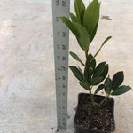 Bay Leaf Tree Live Plant, Laurus Nobilis Sweet Bay Laurel Tree, Size 6-10" in Tall in 4 Inc Pot, Fragrant Herb