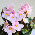 Light Pink African Violet Live Plant in 4” Pot, Blooming Indoor Houseplant, Easy Care Flowering Plant for Home or Office Décor