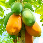 Live Papaya Tree Plant, Starter 5–10 Inch, Sweet Tropical Fruit Variety in 4” Pot, No CA