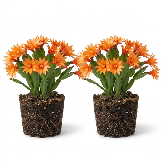 Pack of 2 Orange Easter Cactus Plants, Holiday Cactus Flower Plant Succulent, Size 4 to 7 Inch, Without Pot, Easter Cactus Live Plant