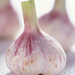 1 Lb Garlic for Planting in Fall Hardneck, 5-6 Large Purple Garlic Bulbs for Planting, Fresh and High Yield Bulb Variety Pack, Hardy and Fast Growing