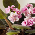 Light Pink African Violet Live Plant in 4” Pot, Blooming Indoor Houseplant, Easy Care Flowering Plant for Home or Office Décor