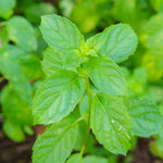 Spearmint Live Plant, 3 to 6 Inch Tall Spearmint Herb Plant, Mint Plants for Outdoors, No Pot