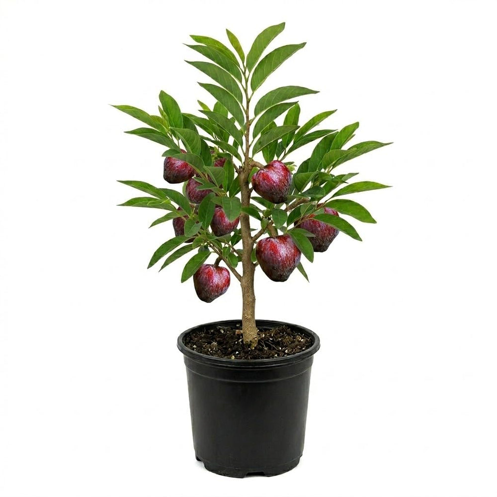 Red Sugar Apple Plant Live in Half Gallon Pot, Sweet Sugar Apple Plant Well Rooted 6-10'' Tall, Annona Squamosa for Planting
