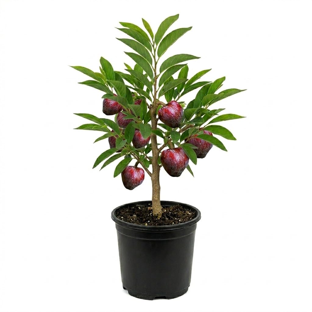 Red Sugar Apple Plant Live in Half Gallon Pot, Sweet Sugar Apple Plant Well Rooted 6-10'' Tall, Annona Squamosa for Planting