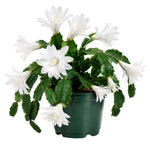 White Easter Cactus Plant Live 4-6 Inches, Vibrant Spring Bloomer for Indoor Decor, Patio Pots, Ready to Grow
