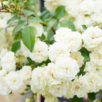 Climbing Rose Live Plant Well Rooted, No Leaf, Ready to Plant Indoor Outdoor, Climber Rose Bush, Hybrid Tea Rose Like, Very Fragrant, Long Bloomer (White)