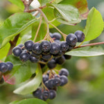 2 Seedlings Black Chokeberry Trees Live Plants, 1 Year Old Well-Rooted for Outdoor Planting, No CA, Edible Aronia Berry Shrub, Cold Hardy