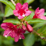 Weigela Live Plant, Pink Weigela Starter Plant in 4 Inch Potted, Live Weigela Plant, Weigela Plant Live for Growing Indoor Outdoor