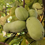Dormant Pawpaw Tree Live Plant, Hardy Fruit Tree for Small Gardens or Patios, Paw Paw Tree 8-12 Inches