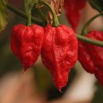 Red Pepper Plants Live for Planting, 2 Bhut Jolokia Pepper Seelings in Pot, 4 to 6 Inches Height, Well Rooted for Outdoor Garden