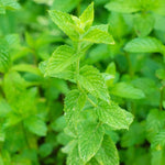Set 2 Spearmint Plants, Herb Spearmint Plant Live for Outdoor Garden, Perennial Mint Plants, Size 3 to 6 Inch, No Pot