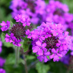 Pack 2 Purple Perennial Verbena Plants, Purple Verbena Live Plants, Verbena Flower Trailing Plants Live for Planting, Purple Verbena Plants in Zones 7 to 11