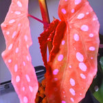 Set of 2 Begonia Angel Wing Maculata Live Plants, 5-9 Inch Tall, Pink Spot Polka Dot Begonia for Home and Garden Decor