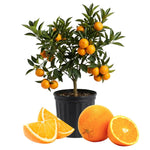 High-Yielding Orange Tree Live Plant 1.5-2 Ft Tall in 1 Gallon Pot, Citrus Fruit Tree for Patio Containers, Backyard and Indoor Growing