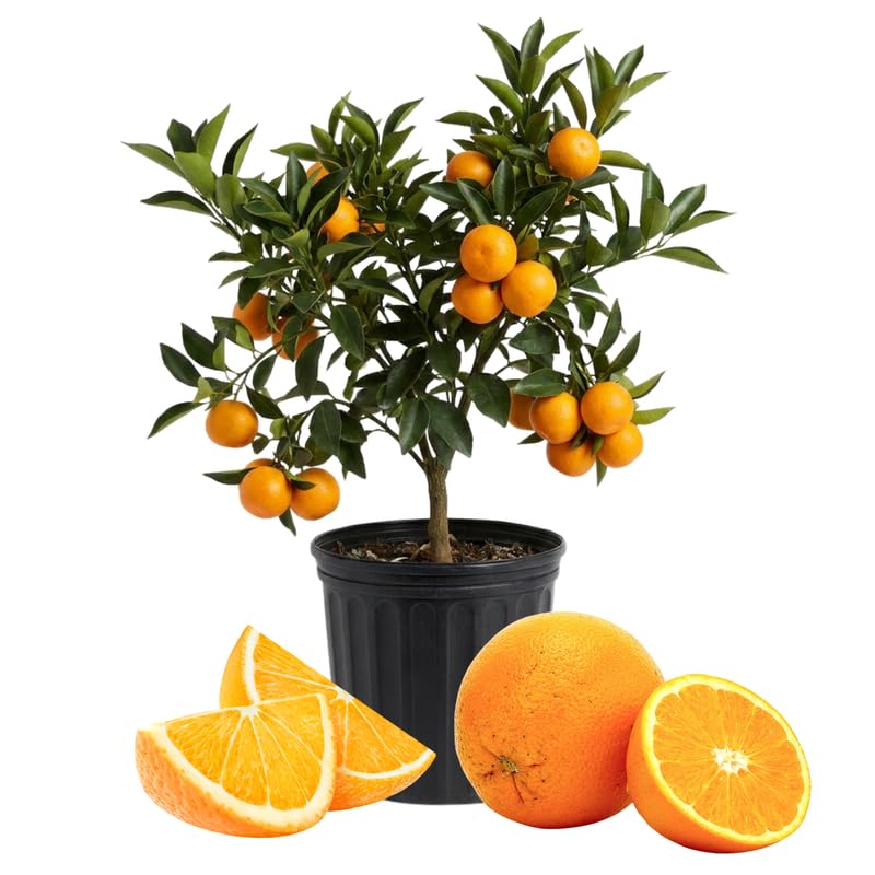 High-Yielding Orange Tree Live Plant 1.5-2 Ft Tall in 1 Gallon Pot, Citrus Fruit Tree for Patio Containers, Backyard and Indoor Growing