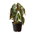 Live Begonia Plant, Indoor Flowering Houseplant, 4-8 Inches Tall, for Indoor or Outdoor Gardens (White Polka Dot Foliage)