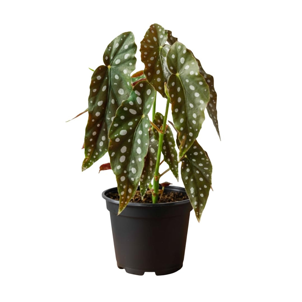 Live Begonia Plant, Indoor Flowering Houseplant, 4-8 Inches Tall, for Indoor or Outdoor Gardens (White Polka Dot Foliage)