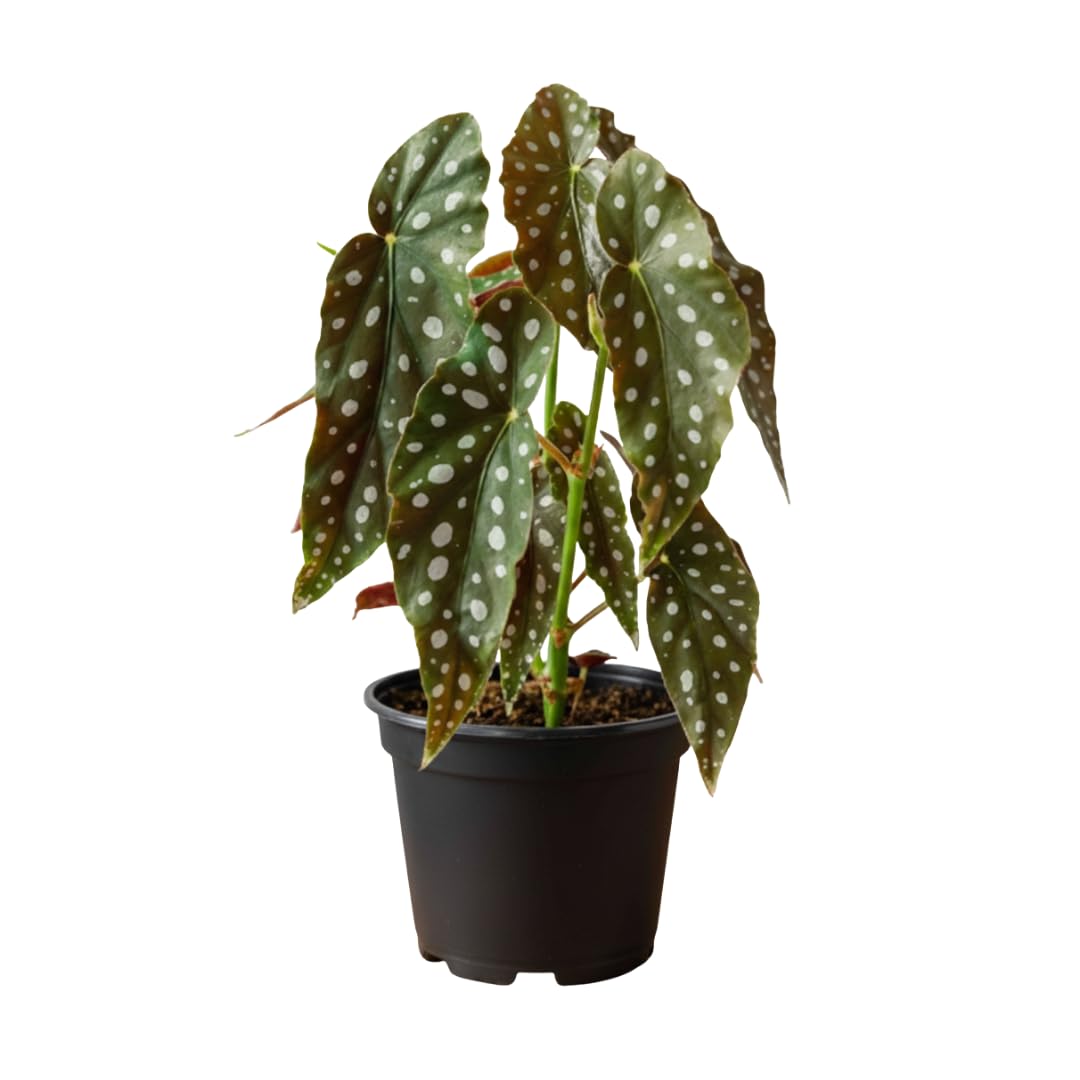 Live Begonia Plant, Indoor Flowering Houseplant, 4-8 Inches Tall, for Indoor or Outdoor Gardens (White Polka Dot Foliage)