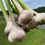 4 Jumbo White Garlic Bulbs for Planting in Spring, High Yield Hardneck Garlic Cloves Seeds, Fresh, Cold Hardy and Fast Growing, Various Varieties