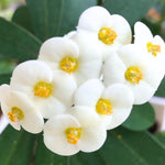 Crown of Thorns Plant Live, Euphorbia Milii Succulent Live Plant, 4-8 Inch Tall Flowering Houseplant with Year-Round Blooms, No Pot (White)
