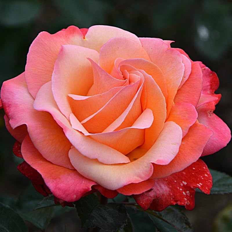 Rose Bush Live Plant, Heirloom Rose Plant Live for Planting, Fragrant Flowers Well Rooted Plant, 5-10 Inch Tall (Coral Rose)