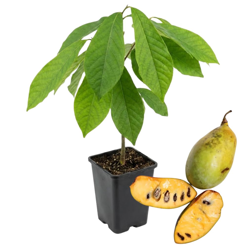 1 Year Old Paw Paw Tree Live Plant in Quart Pot, Pawpaw Tree Plant Live, 6 to 12 Inc Tall Asimina Triloba Trees for Planting