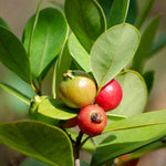 5-8 Inch Strawberry Guava Tree - Live Plant, Sweet Tropical Fruit for Home Gardens Indoor Outdoor Growing
