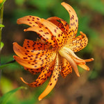 5 Turks Cap Lily Bulbs Roots, Tiger Lily Flower Root Plant, No Leaf, Well Rooted Ready to Plant, Summer Bloom, Orange Flower Live Plant