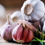 4 Softneck Garlic Bulbs for Planting in Fall, XL Size Garlic Bulbs for Growing