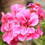 2 Pink Geranium Plants Live, Vibrant Blooms, Hardy Perennial Geranium Flowers 4-8 Inches, Indoor Outdoor Planting