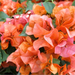 Set 2 Orange Bougainvillea Plants Live, Flowering Bougainvillea Vine 4-8 Inches Tall, Climbing Plant for Outdoor Garden and Trellis