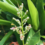Set of 3 Ginger Plants Live, 4 to 7 Inches in Height, Galangal Plants, Live Ginger Plants, Ginger Live Plants for Garden