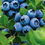 1 Blueberry Bush Live Plant 5 to 9 Inch Tall, Blueberry Plant Live for Planting, Sweet Blueberries Fruit Tree Live Plant (Springhigh Blueberry)