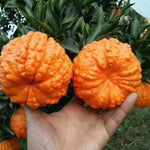 Golden Late-Season Mandarin Tree Live Plant Grafted 2-3 Feet, Fast-Growing and Bear Fruit for Citrus Garden Outdoor Planting Zones 9-11