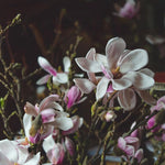 Magnolia Tree Live Plant 6 to 12 Inch Height, Fragrant Magnolia Plant Live to Grow, Magnolia Bush Flowers (Jane Magnolia)