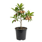 Live Sapodilla Plant 6-10 Inches Tall, Tropical Sapota Fruit Tree in Half Gallon Pot for Planting in Gardens
