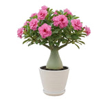 02 Pink Desert Rose Live Plants, Starter Adenium 3-6 Inches Tall, No Pot, No Flower, Tropical Flowering Succulent Plants for Indoor Outdoor Growing