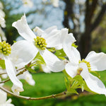 10-16" White Dogwood Tree Plant Live, White Flowering Dogwood Tree for Planting Outdoors, 10 to 16 Inc Tall in Quart Pot