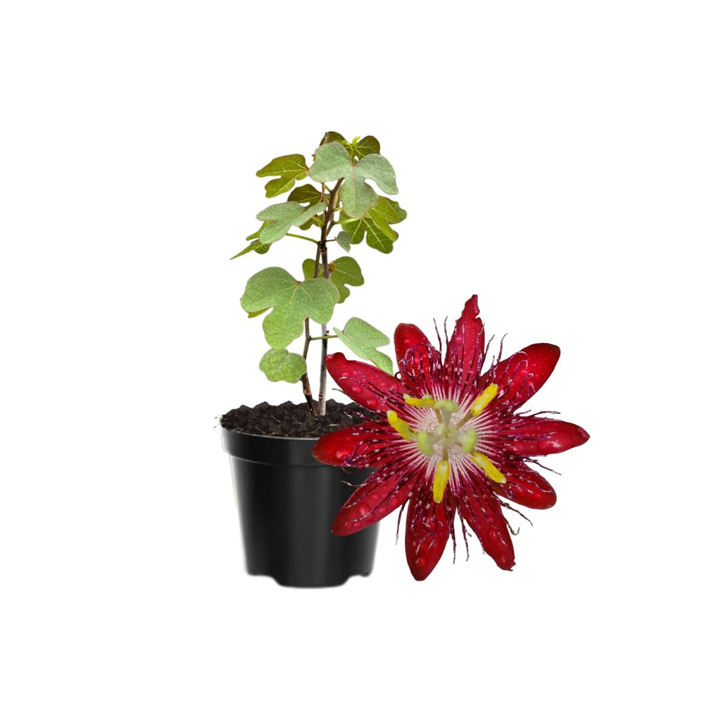 Pack 2 Passion Flower Plants, Burgundy Passiflora Vine Flowering Plant 4-7 Inch Tall, Indoor Outdoor Planting