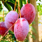 No CA, Grafted Mango Plant Live Tree, 2-3 Ft Tall in 3 Gallon Pot, High-Yielding for Spring Planting (Ugly)