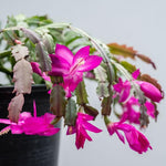 2 Purple Christmas Cactus Plants, Thanksgiving Cactus 3-6 Inch Tall, Winter Succulents Flowers Container Hanging Basket Indoor Outdoor Planting