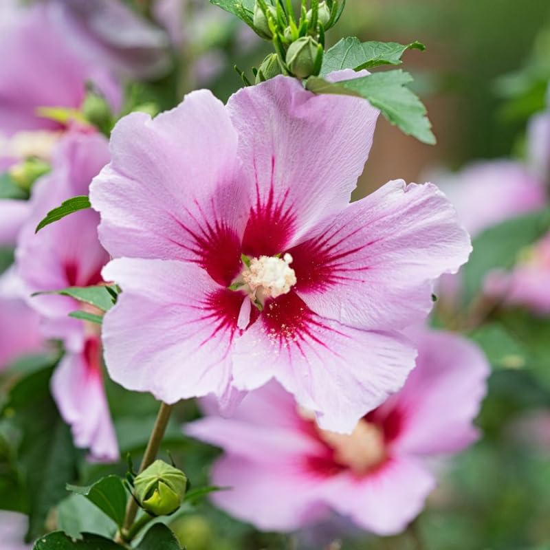 Althea Rose of Sharon Plant Live for Planting 6-13 Inch Height, Hibiscus Syriacus Flowers, in Pot, Rose of Sharon Shrub Bush Live (Pink)