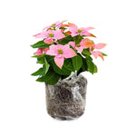 2 Multi Varieties Poinsettia Plants Live, Pink Poinsettia Flowers for Holiday Christmas Gift, Decoration Houseplant 5-10" in Tall, No Pot