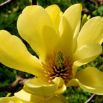 Magnolia Tree Live Plant 6-12 Inch Height, Fragrant Magnolia Plant Live to Grow, Magnolia Bush Flowers (Yellow Bird Magnolia)