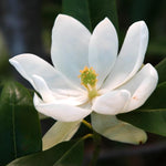 Magnolia Tree Live Plant 6 to 14 Inch Height, Fragrant Magnolia Plant Live to Grow, Magnolia Bush Flowers in Pot (Sweetbay Magnolia)