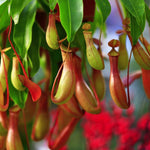 Large Nepenthes Pitcher Plant Live in Pot, Pond Plant, Exotic Tropical for Indoor Outdoor Décor, Easy to Grow, Rare Variety, 7 Months Old